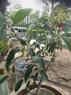 The Garlic Lodge - Habarana - 6