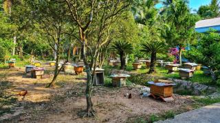 Green Coconut Island - 2