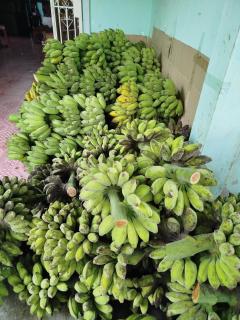 Green Coconut Island - 1