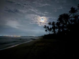 Shine Wave Turtle Beach - 0