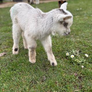 Gites de la Vergne - Adriers - 5