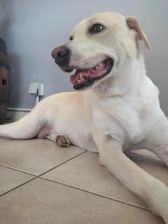 Kay Ti Bwa Charmant Bungalow en bois créole et grande terrasse privée - 1