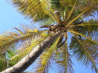 Villa Cacao, private pool, short or long stay - 1