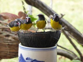 Villa Cacao, private pool, short or long stay - 2