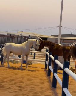 Megyal Oasis استراحة مقيال - 6