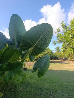 Gite Jardin tropical de st Francois - 4