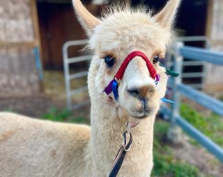 Mountview Alpaca Farmhouse - 0