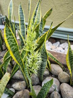 Kaije Country Cottages - 5