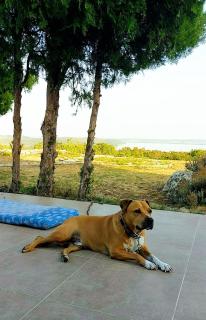 Royal Panoráma Vendégház - 3