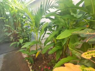 Bungalow confortable à Sainte-Anne, 30 m² avec jardin - 8