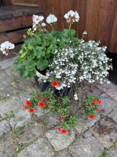 Mysigt rum med hotellkänsla och solig uteplats - 5
