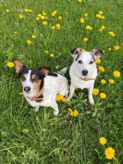 Alpenflair - mit KönigsCard - 9