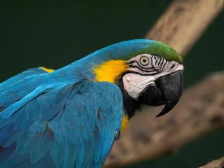 Apê espaçoso, a poucos minutos do centro - Poços de Caldas - 4