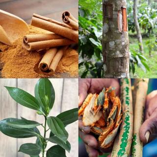 Diyaluma Villa Resort - 1