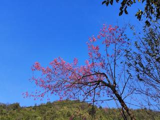 Mu Cang Chai Terrace View Bungalows - 7