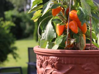 Pension Carinthia - 1