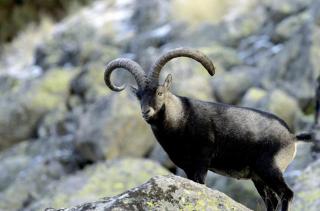 El Sobrao de Gredos - 3