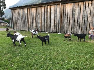 Apartment Pony-Ziegen-Hasen-Ranch in Bichlbach by Interhome - 9