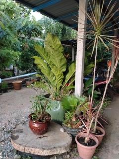 Soyak Senja Roomstay - 8