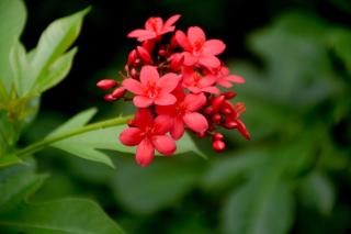 Chenudi Villa Ahangama - 6