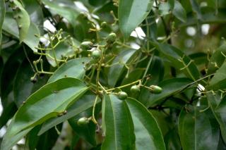 Chenudi Villa Ahangama - 3