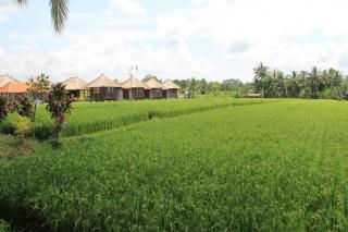 Taman Bintang Villa Ubud - Ubud - 3