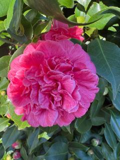 Saint Malo - Chambre cocooning- A la campagne - 7