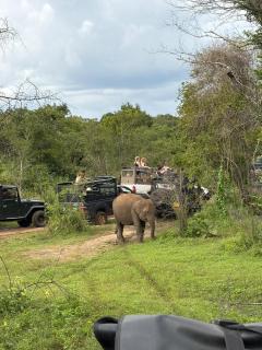 The Cozy Nest - Sigiriya - 8