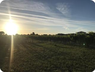 L’Orée des Vignes - 2