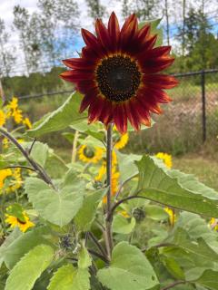 the Birch & Berry Inn - 1