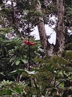 Vértice Blue Mountain Lodge cabaña paraíso de la montaña - 6