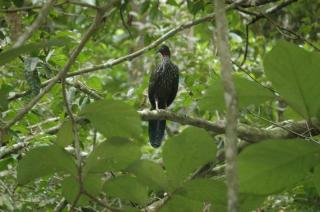 Vértice Blue Mountain Lodge cabaña paraíso de la montaña - 4