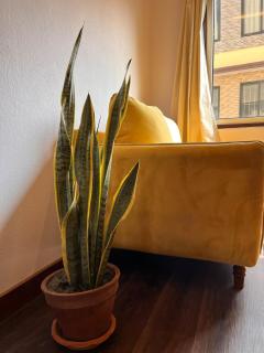 Sarasvati Āvāsa - 6