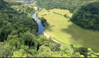 Forest view - 8