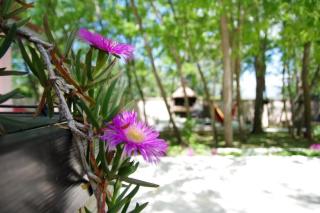 Family friendly house with a swimming pool Dracevac Ninski - Zadar - 25229 - 3