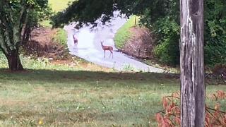 Howland's Hideout 2 - Sampson - 5