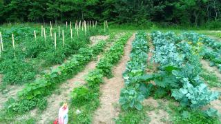 Howland's Hideout 2 - Sampson - 3