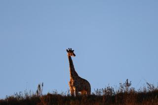 Goats Window Luxury Safari Lodge Self-Catering Collection - 2