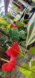 Bakery Family Guest House - 8