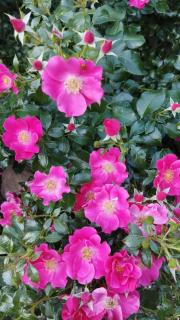 Luxuriöse FeWohnung Felsenblick - 4