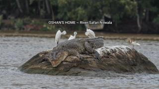 Oshans Home - Guest House - Polhena - 3