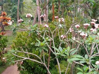 Green Park Haven Villa - Hikkaduwa - 3