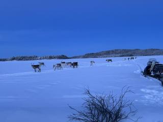 Inari Camping & Resort - 4