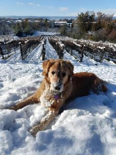 Villa Bruno Selvago In Lessona - 1