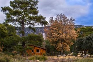 El Llano de los Conejos Serranía de Cuenca - Cañamares - 9