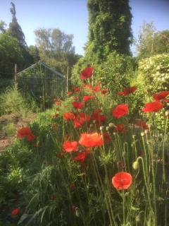 Vejlø Skole - Degnegaarden - 5