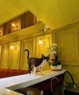 網紅貓咪咖啡屋 - 0