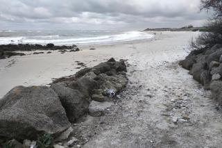 La palmeraie de brévy - 5