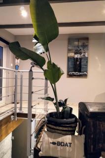 La palmeraie de brévy - 4