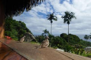 Vanira Lodge - Teahupoo - 2